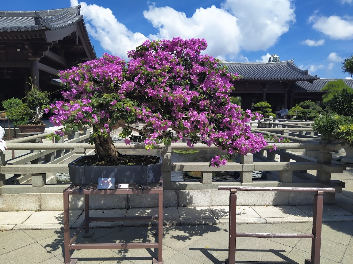 Chi Lin Nunnery — photo 2